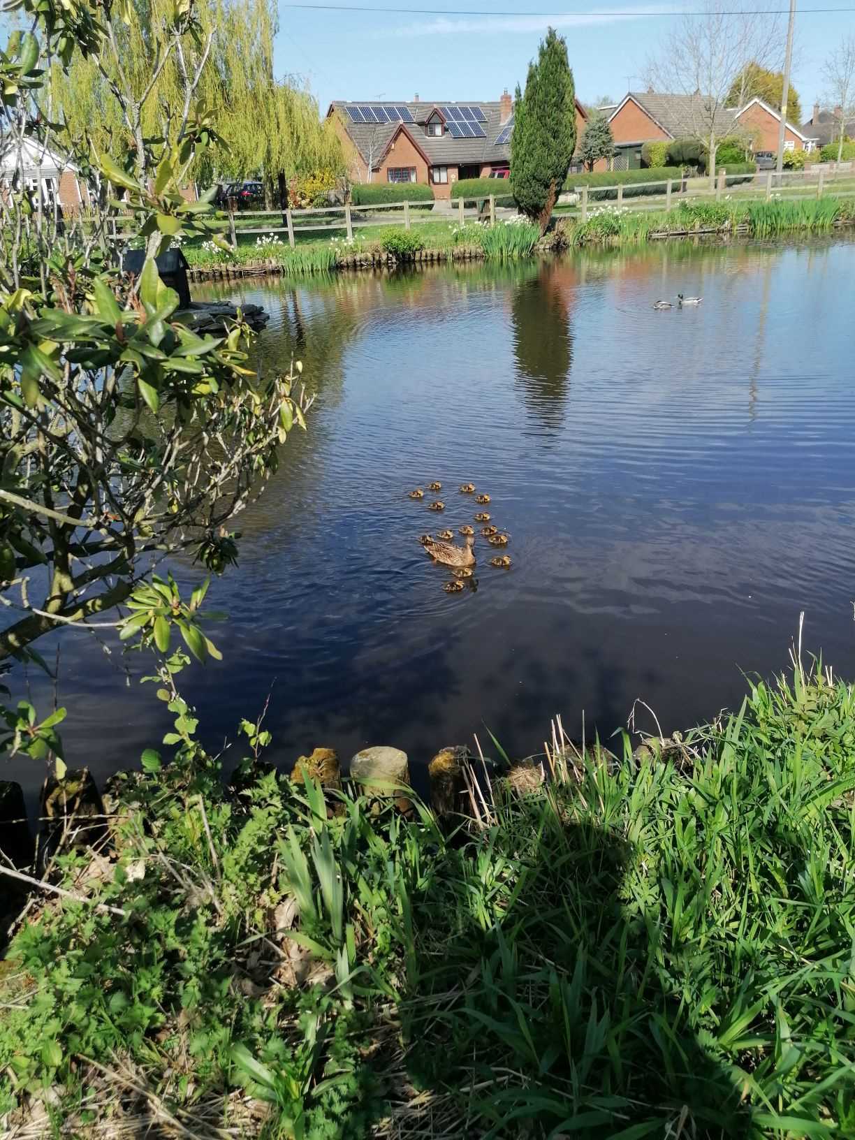 First brood of Mallards, April 19th 2020